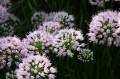 Czosnek ozdobny ‘Summer beauty’ (Allium angulosum)